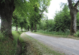 Lindenalleen in und um Tutzing am Starnberger See