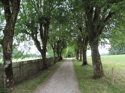 Lindenalleen in und um Tutzing am Starnberger See