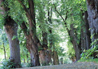 Lindenallee im Wittelsbacher Park in Augsburg