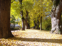 Lindenallee im Wittelsbacher Park in Augsburg