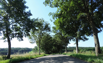 Ahornallee und Pappelallee bei Amerdingen, im Landkreis Donau-Ries