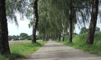 Birkenallee bei Thannhausen, Landkreis Günzburg