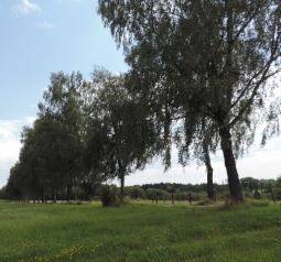 Birkenallee bei Thannhausen, Landkreis Günzburg