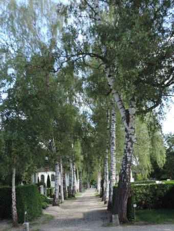 Birken- und Lindenalleen im Westfriedhof der Stadt Ingolstadt
