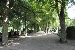 Birken- und Lindenalleen im Westfriedhof der Stadt Ingolstadt