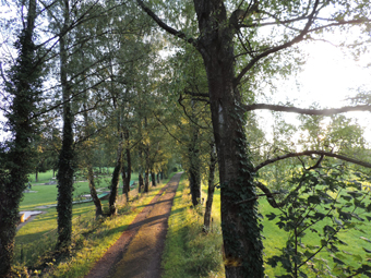 Birkenallee in Friedberg