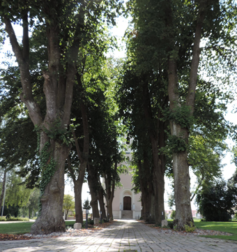 Lindenallee in Karlshuld