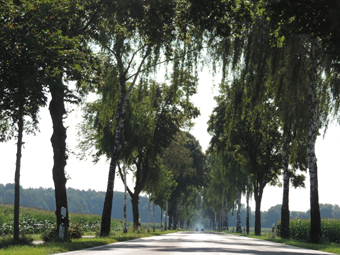 Birkenallee von Lichtenheim nach Karlskron