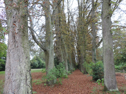 Kastanienallee in Neuburg an der Donau