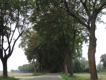 Ahornallee zwischen in Neuburg an der Donau