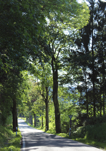 Lindenalleen in Augsburg-Oberhausen