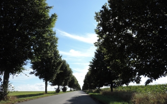 Blhende Allee