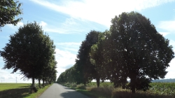 Blühende Allee