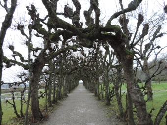 Lindenallee im Hofgarten am Schloss Dachau