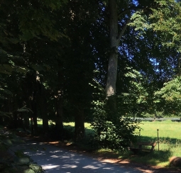 Lindenallee zum Schloss Garatshausen am Starnberger See