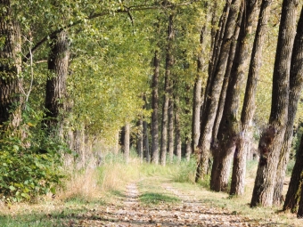 Pappelallee in Bachern im oberbayerischen Landkreis Starnberg