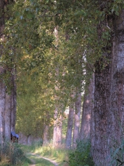 Pappelallee in Bachern im oberbayerischen Landkreis Starnberg