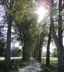 Pappelallee in Bachern im oberbayerischen Landkreis Starnberg