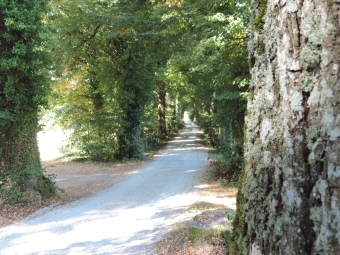 Lindenallee zum Schloss Neuburg an der Kammel