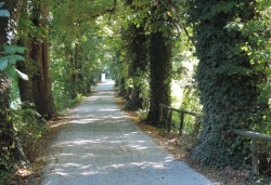 Lindenallee zum Schloss Neuburg an der Kammel