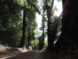 Lindenallee am Schlossberg in Neuburg an der Kammel