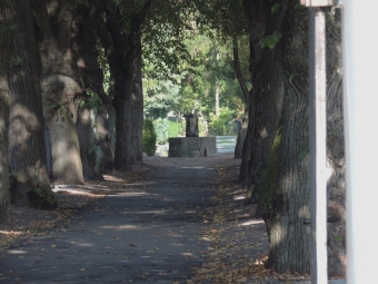 Lindenalleen auf dem Alten Ostfriedhof von Augsburg