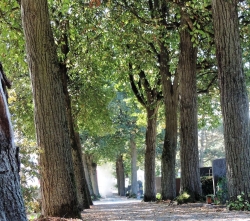 Lindenalleen auf dem Alten Ostfriedhof von Augsburg