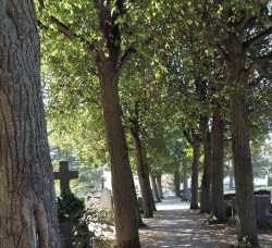 Lindenalleen auf dem Alten Ostfriedhof von Augsburg