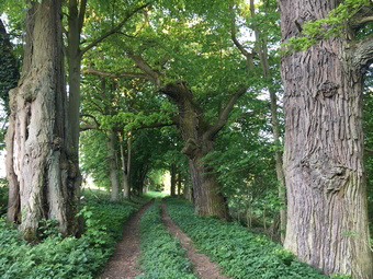 Alleenparadies rund um das Schloss Boitzenburg in der Uckermark