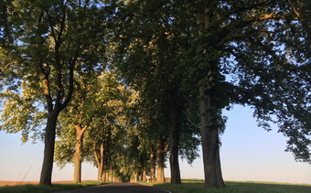 Alleenparadies rund um das Schloss Boitzenburg in der Uckermark