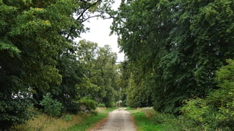 Lindenallee zwischen dem „Roten Ochsen“ bei Boitzenburg und Weggun