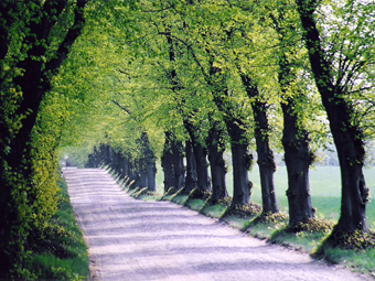 Allee mit Linden