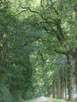 Allee im Früling