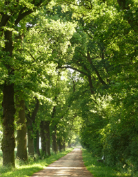 Allee im Sommer