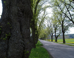 Allee im Frühling mit Rapsfeld