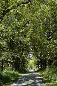 Allee im Sommer