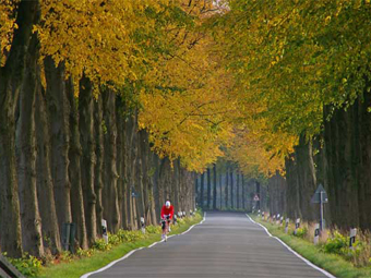 Allee mit Radfahrer