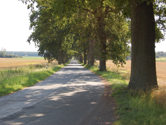 Allee mit Feldweg