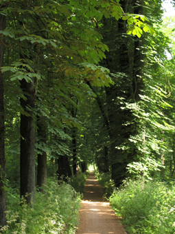 Kastanienallee mit grüem Blattwerk