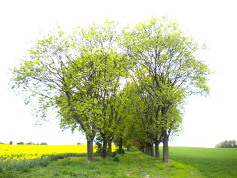 Laubbaumallee zwischen Ackerflchen