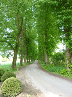 Linden mit grüem Blattwerk