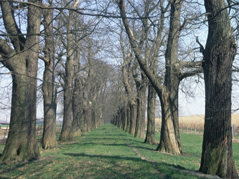 Allee im Frühjahr