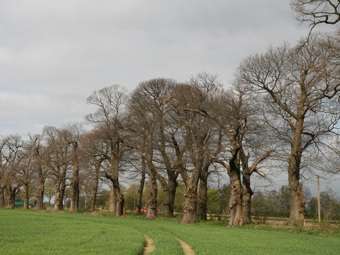 Allee im Frühjahr