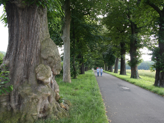 Allee im Sommer