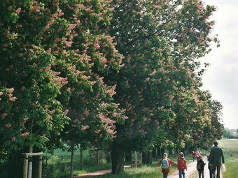 Blhende Allee