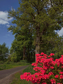 Allee mit roten Blumen im Vordergrund