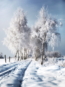 Allee im Winter mit viel Schnee