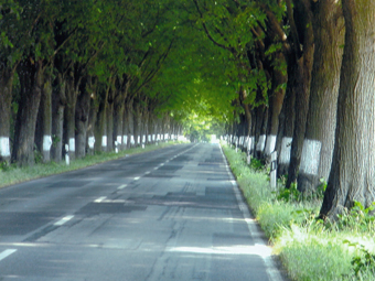 Allee im Sommer mit grüem Blätterdach