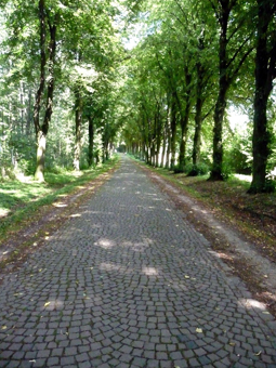 Allee im Sommer mit grüem Blätterdach