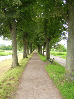 Allee im Sommer mit grüem Blätterdach